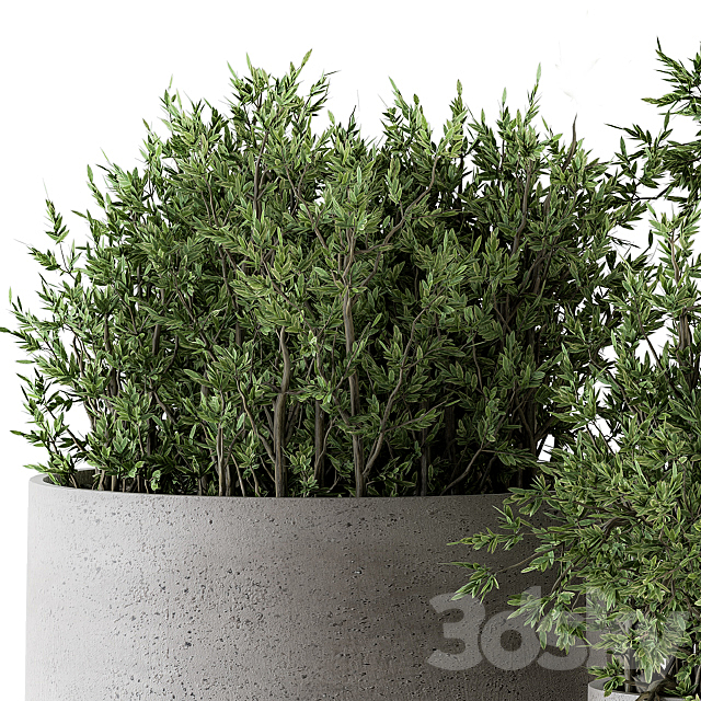 Outdoor Plants tree in Concrete pot – Set 125 3DSMax File - thumbnail 3