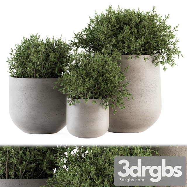 Outdoor plants tree in concrete pot – set 125 - thumbnail 1