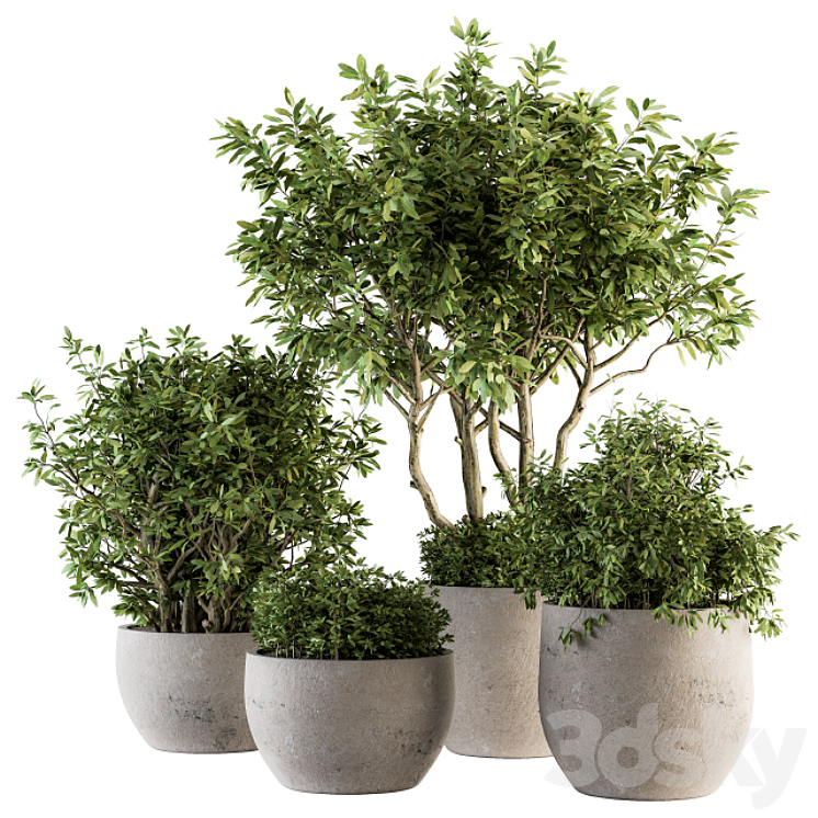 Outdoor Plants tree in Concrete Pot – Set 128 3DS Max - thumbnail 1