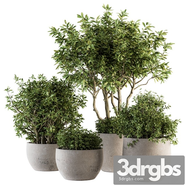 Outdoor plants tree in concrete pot – set 128 - thumbnail 1