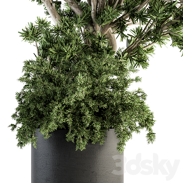 Outdoor Plants tree in Concrete Pot – Set 130 3DS Max Model - thumbnail 2