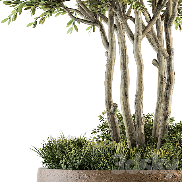 Outdoor Plants tree in Concrete Pot – Set 135 3DS Max Model - thumbnail 3