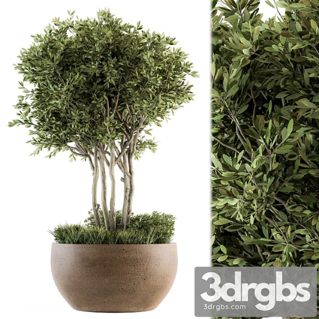 Outdoor plants tree in concrete pot – set 135 - thumbnail 1