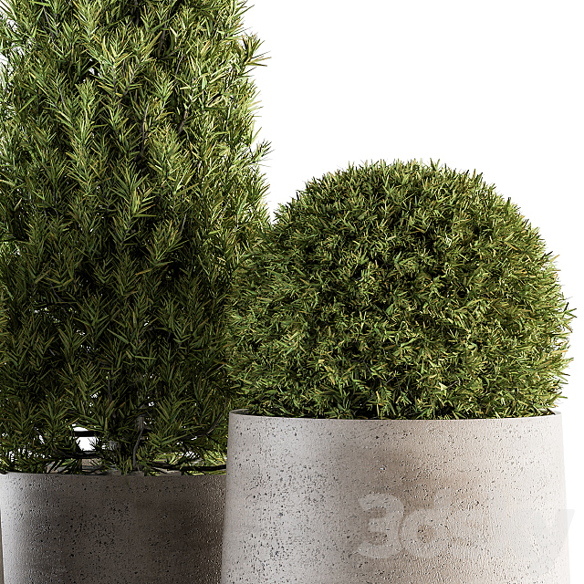 Outdoor Plants tree in Concrete Pot – Set 143 3ds Max - thumbnail 2