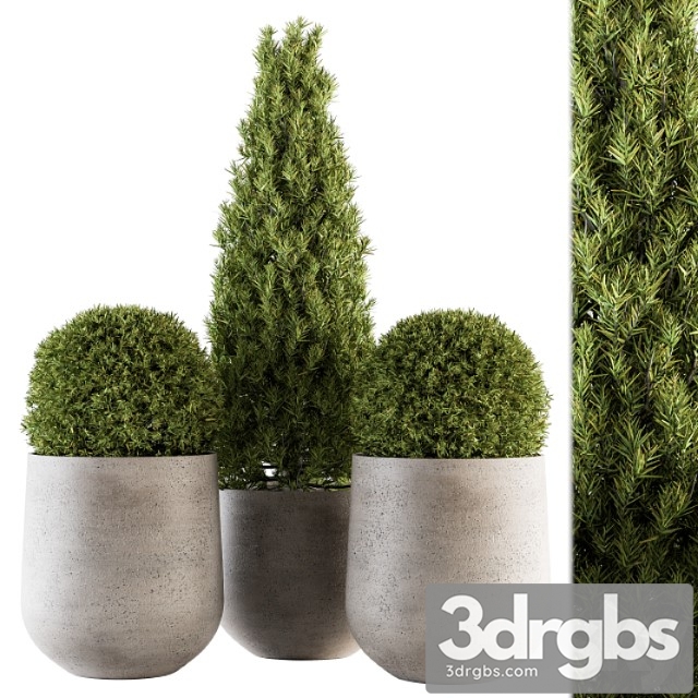 Outdoor plants tree in concrete pot – set 143 - thumbnail 1