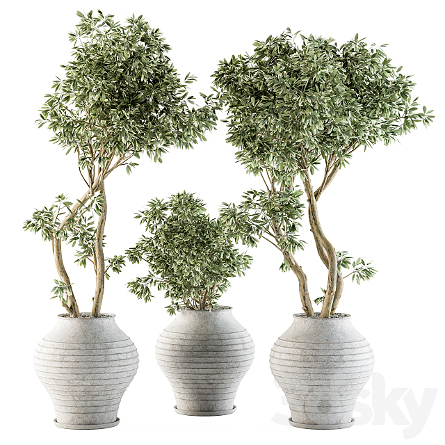 Outdoor Plants tree in Concrete Pot – Set 89 3DSMax File - thumbnail 1