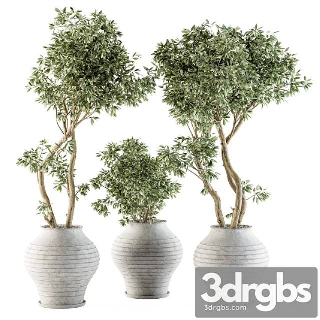 Outdoor plants tree in concrete pot – set 89 - thumbnail 1