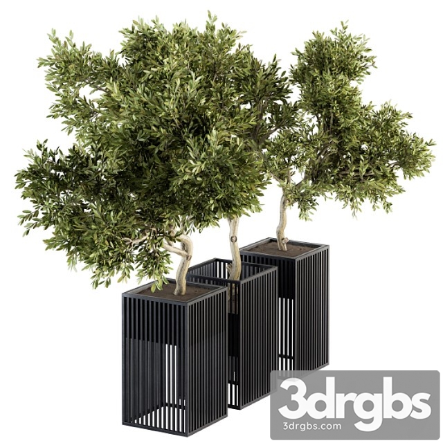 Outdoor plants tree in metal pot – set 134 - thumbnail 1