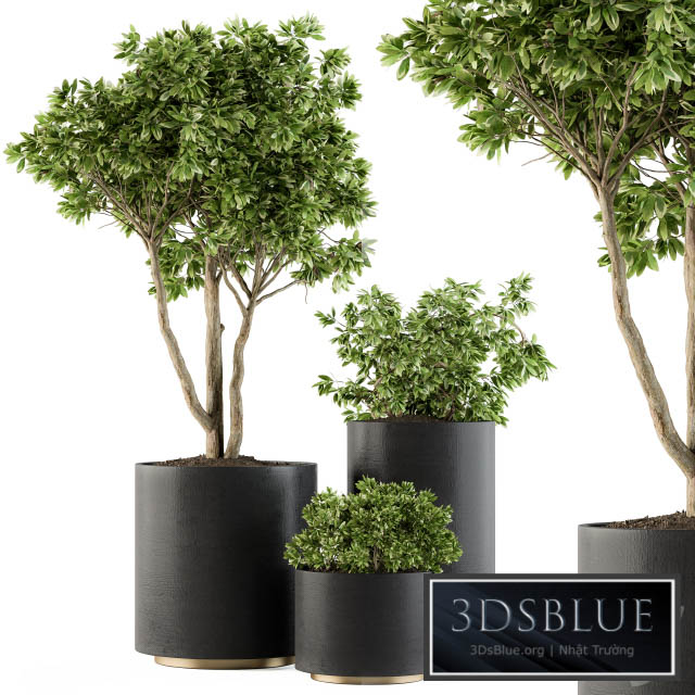 Outdoor Plants Tree in pot – Set 94 3DS Max - thumbnail 3