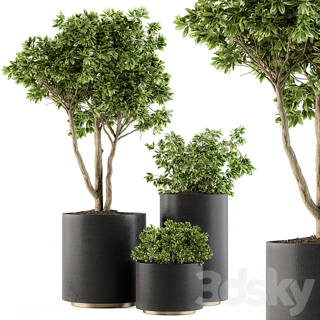 Outdoor Plants Tree in pot – Set 94 3DSMax File - thumbnail 1