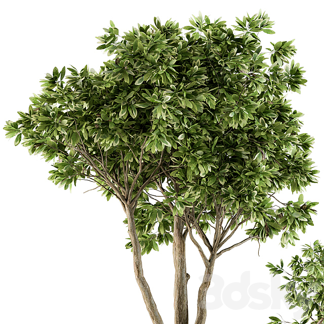 Outdoor Plants Tree in pot – Set 94 3DSMax File - thumbnail 3