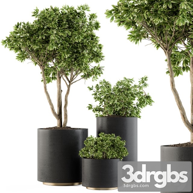 Outdoor plants tree in pot – set 94 - thumbnail 1