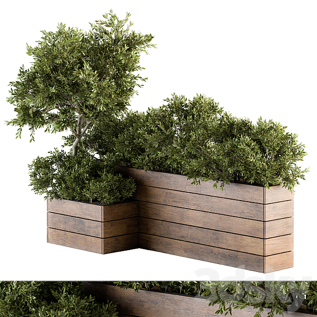 Outdoor Plants tree in Wood Box – Set 154 3DSMax File - thumbnail 1