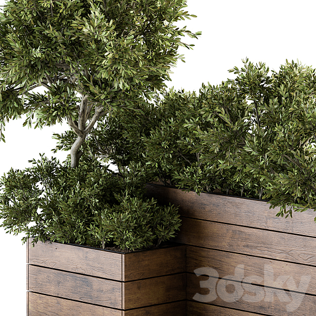 Outdoor Plants tree in Wood Box – Set 154 3DSMax File - thumbnail 3