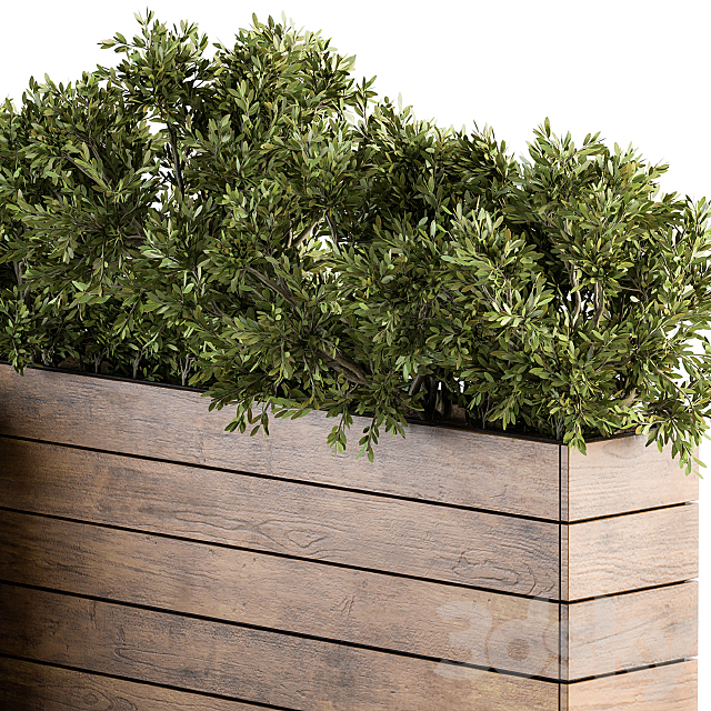 Outdoor Plants tree in Wood Box – Set 154 3DSMax File - thumbnail 4