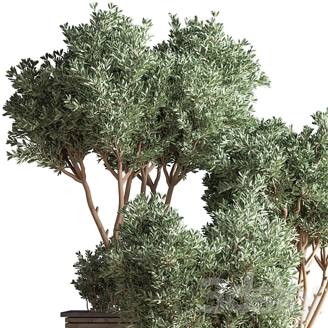 Outdoor_Plants_tree_22 3DS Max Model - thumbnail 4