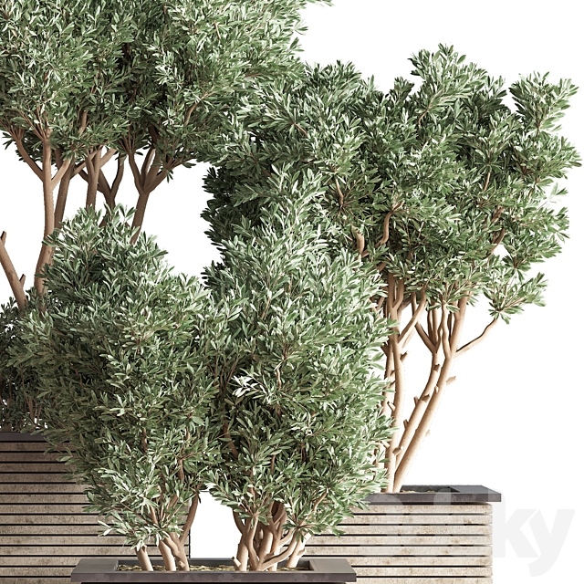 Outdoor_Plants_tree_22 3DS Max Model - thumbnail 6