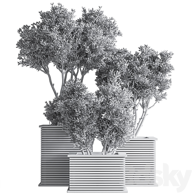 Outdoor_Plants_tree_22 3DS Max Model - thumbnail 7