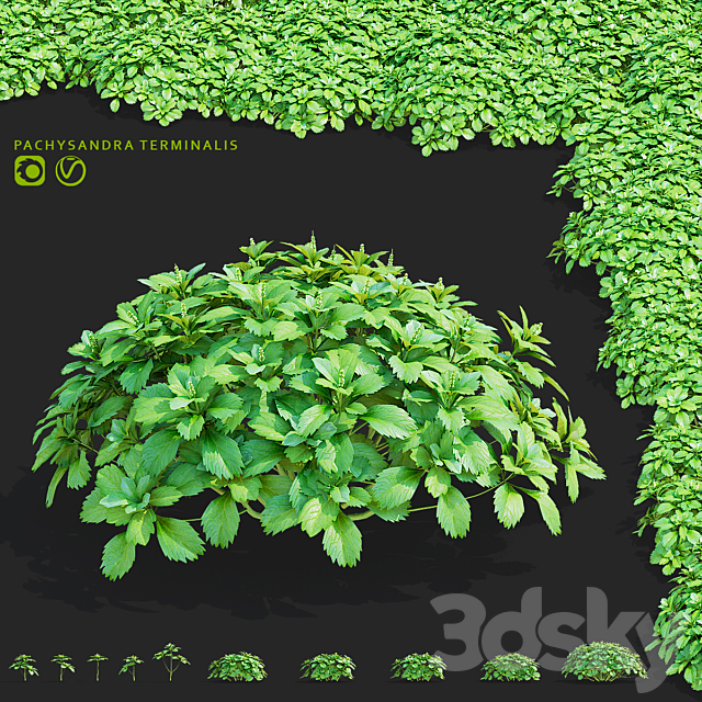 Pachysandra apical bushes | Pachysandra terminalis 3ds Max - thumbnail 1