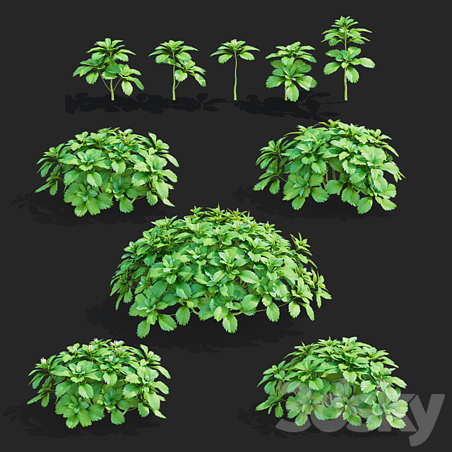 Pachysandra apical bushes | Pachysandra terminalis 3ds Max - thumbnail 2