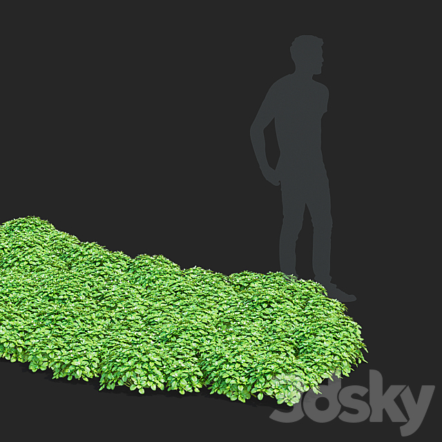 Pachysandra apical bushes | Pachysandra terminalis 3ds Max - thumbnail 3