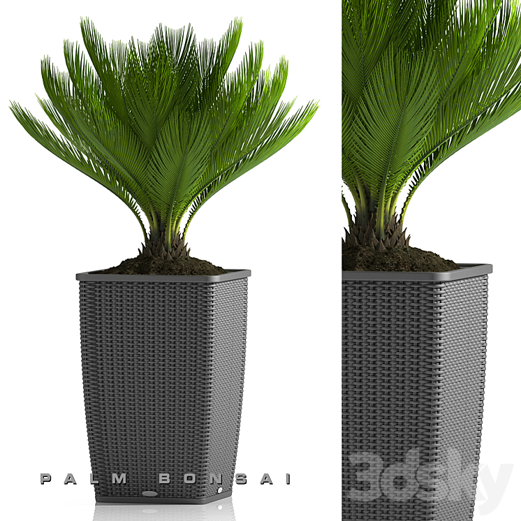 PALM BONSAI PLANTS 26 3DS Max - thumbnail 1