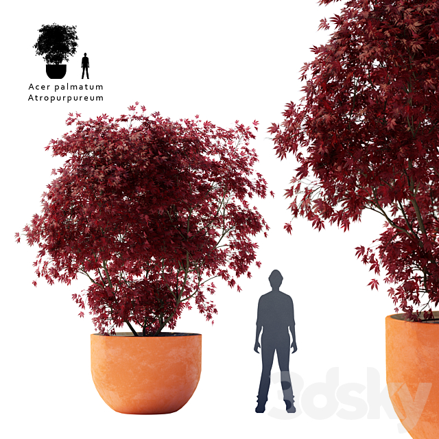 Palm maple | Acer palmatum atropurpureum 3ds Max - thumbnail 1