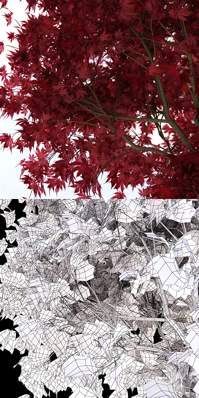 Palm maple | Acer palmatum atropurpureum 3ds Max - thumbnail 2