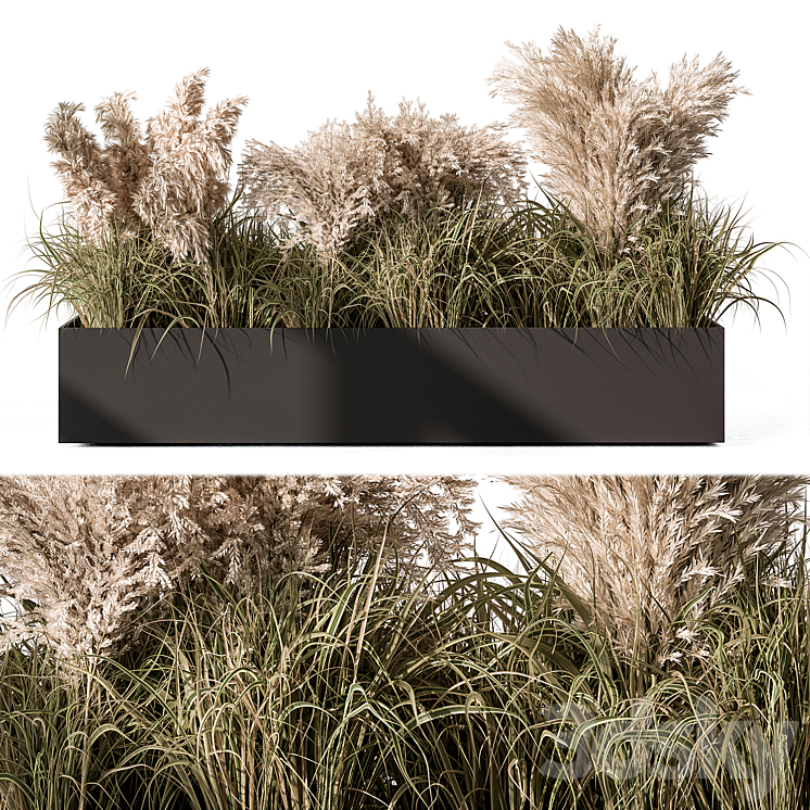 Pampas Plants – Outdoor Plants Set 433 3DS Max Model - thumbnail 1