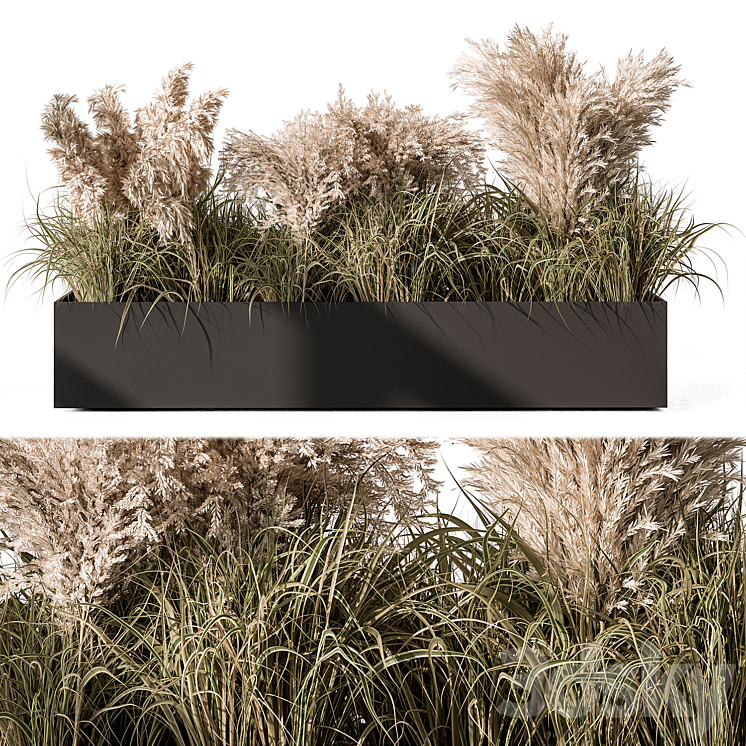 Pampas Plants – Outdoor Plants Set 433 3DS Max - thumbnail 1