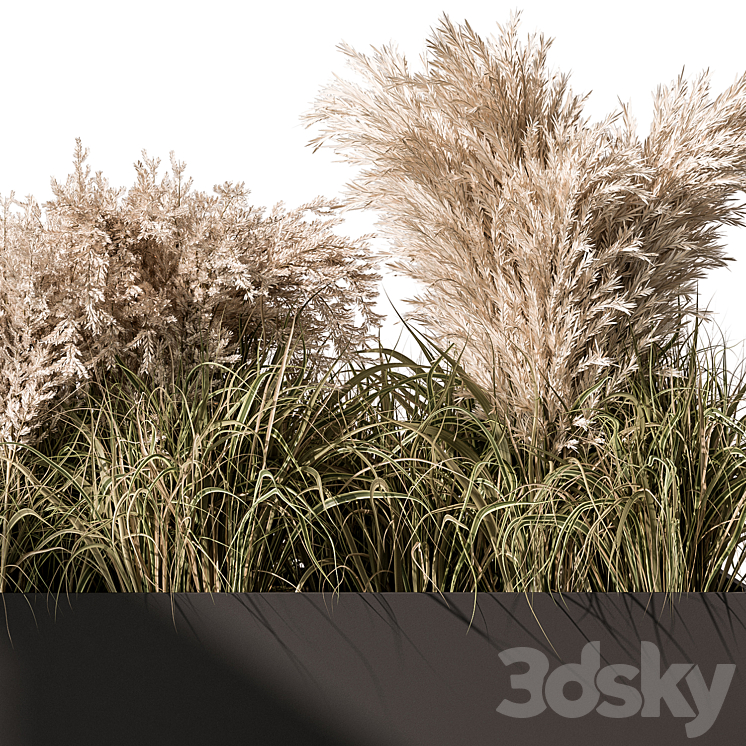 Pampas Plants – Outdoor Plants Set 433 3DS Max - thumbnail 2