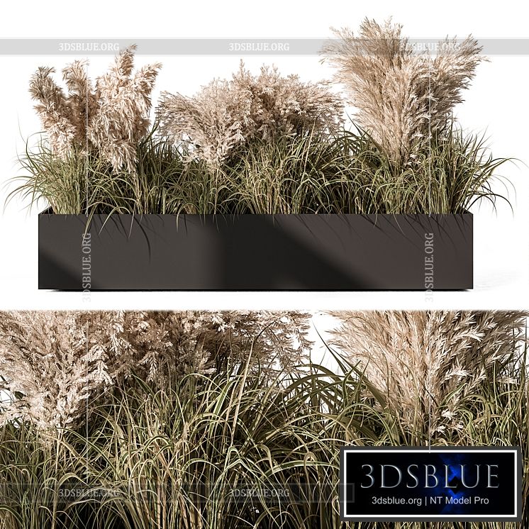 Pampas Plants – Outdoor Plants Set 433 3DS Max - thumbnail 3