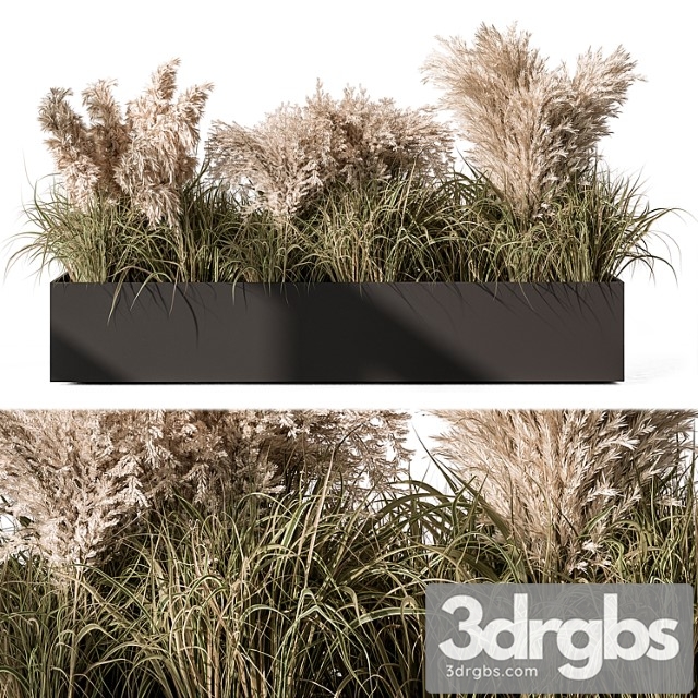 Pampas plants – outdoor plants set 433 - thumbnail 1