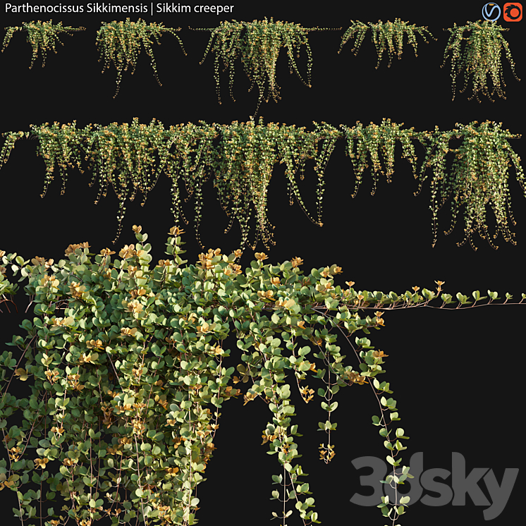 Parthenocissus Sikkimensis – Sikkim creeper – 02 3DS Max - thumbnail 1