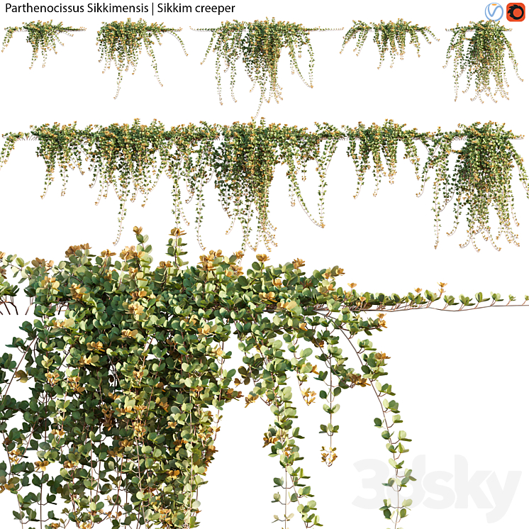 Parthenocissus Sikkimensis – Sikkim creeper – 02 3DS Max - thumbnail 2