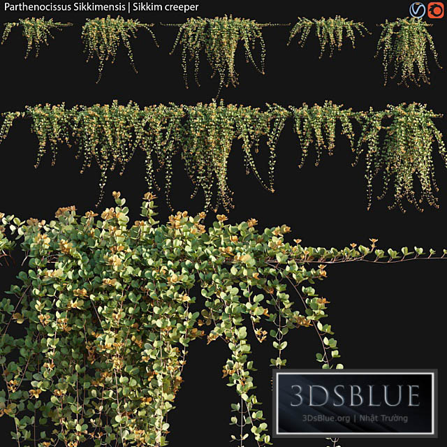 Parthenocissus Sikkimensis – Sikkim creeper – 02 3DS Max - thumbnail 3