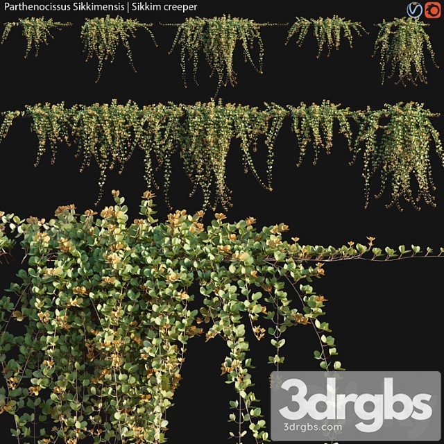 Parthenocissus Sikkimensis Sikkim Creeper 02 3dsmax Download - thumbnail 1