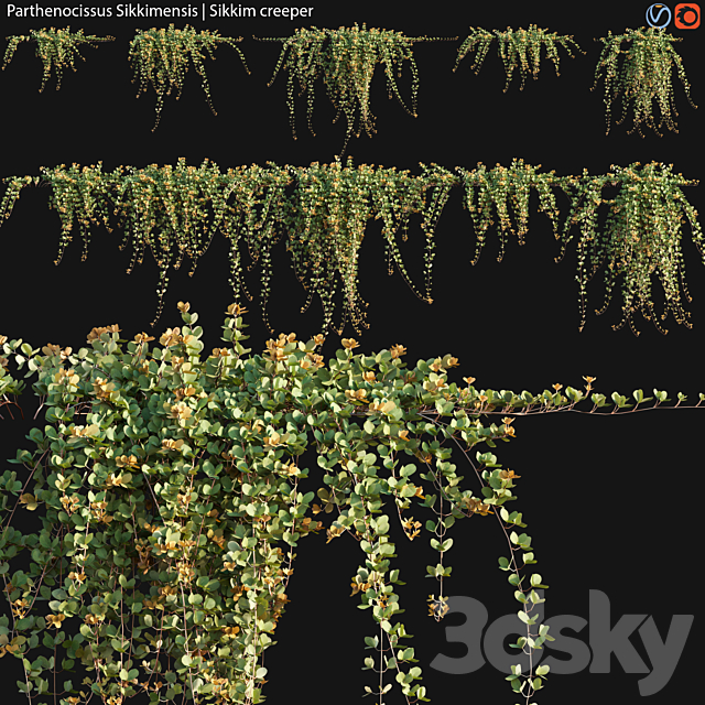 Parthenocissus Sikkimensis – Sikkim creeper – 02 3DSMax File - thumbnail 1