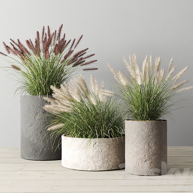 Pennisetum foxtail in concrete pots 3ds Max - thumbnail 1