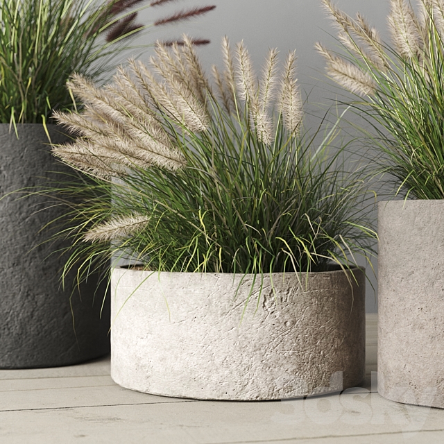 Pennisetum foxtail in concrete pots 3ds Max - thumbnail 2