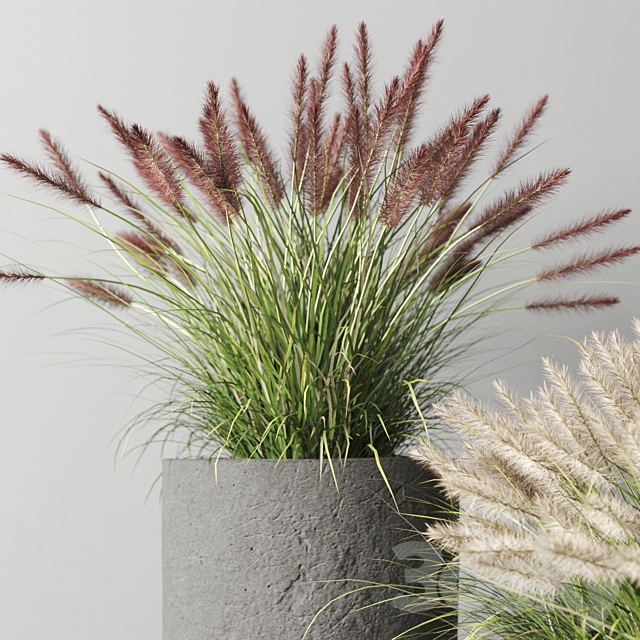 Pennisetum foxtail in concrete pots 3ds Max - thumbnail 3