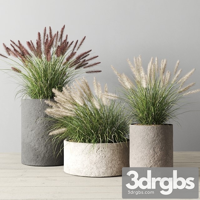 Pennisetum Foxtail in Concrete Pots 3dsmax Download - thumbnail 1