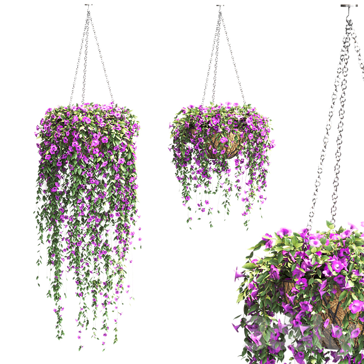 Petunia in hanging pots. 2 models 3DS Max - thumbnail 1