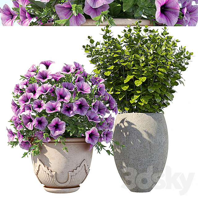 Petunia with bushes 3DSMax File - thumbnail 1