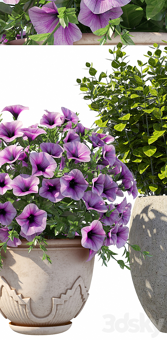 Petunia with bushes 3DSMax File - thumbnail 2