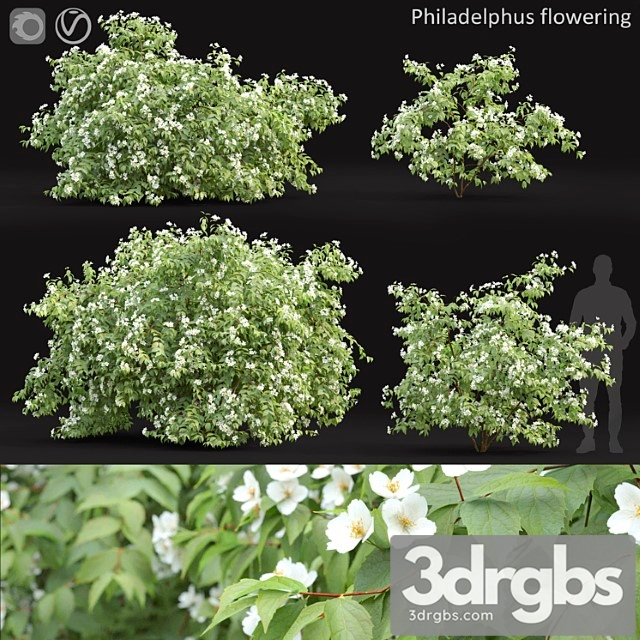 Philadelphus 3dsmax Download - thumbnail 1