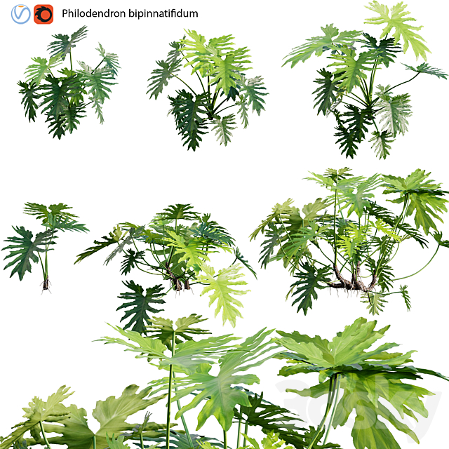 Philodendron bipinnatifidum – Philodendron selloum Split 02 3DSMax File - thumbnail 1