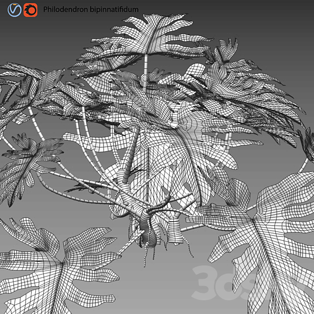 Philodendron bipinnatifidum – Philodendron selloum Split 02 3DSMax File - thumbnail 3