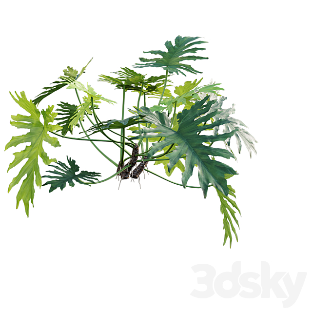 Philodendron bipinnatifidum – Philodendron selloum Split 02 3DSMax File - thumbnail 5