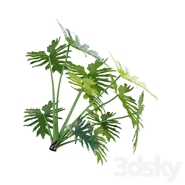 Philodendron bipinnatifidum – Philodendron selloum Split 02 3DSMax File - thumbnail 7